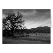 Cattle North of Stonyford, Colusa County, CA, 1966 Greeting Cards