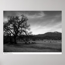 Cattle North of Stonyford, Colusa County, CA, 1966 Print