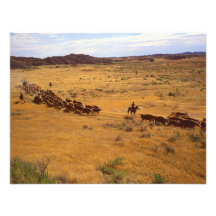 Cattle roundup personalized announcement