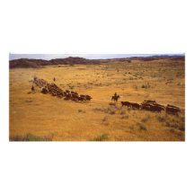 Cattle roundup photo card