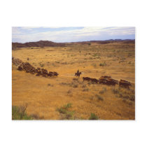 Cattle roundup post card
