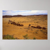 Cattle roundup posters
