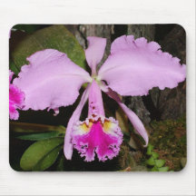 Cattleya labiata mouse mats