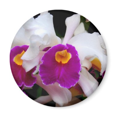 Cattleya Orchid - White/Purple Refrigerator Magnets by almedic104
