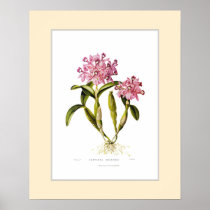 Cattleya skinneri,Custom border Poster