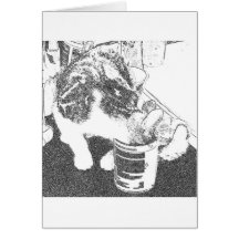 catyums cartes