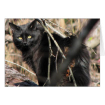 Cautious Star Noir Cat Greeting Card