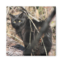 Cautious Star Noir Cat Magnet