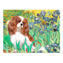 Cavalier 2 (Bl) - Irises Postcard