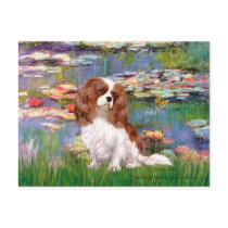Cavalier 2 (bl) - Lilies 2 Postcards