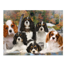 Cavalier King Charles Can't Have Just One gifts Postcards