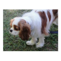 Cavalier King Charles cute puppy dog postcard
