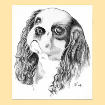 Cavalier King Charles Drawing posters