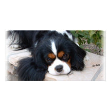 Cavalier King Charles Photo Greeting Card