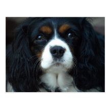 Cavalier King Charles Postcard