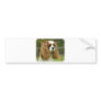 Cavalier King Charles Spaniel 9F098D-19 Bumper Sticker