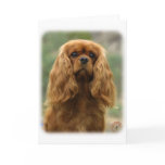 Cavalier King Charles Spaniel 9F51D-10 Greeting Card