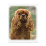 Cavalier King Charles Spaniel 9F51D-10 Post Card