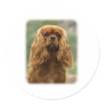 Cavalier King Charles Spaniel 9F51D-10 Stickers