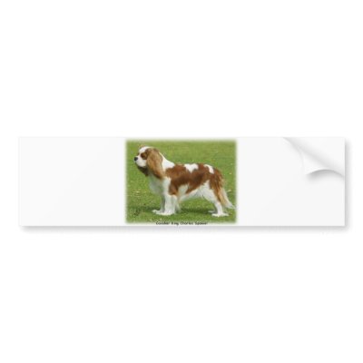 Cavalier King Charles Spaniel 9J001D-06 Bumper Stickers by TraffordPhotos