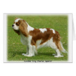 Cavalier King Charles Spaniel 9J001D-06 Greeting Cards