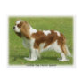 Cavalier King Charles Spaniel 9J001D-06 Postcards
