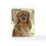 Cavalier King Charles Spaniel 9K027D-13 Greeting Card