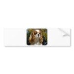 Cavalier King Charles Spaniel 9R026D-154 Bumper Sticker