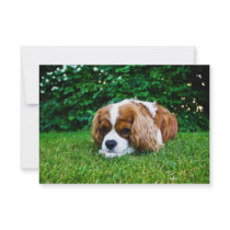 Cavalier King Charles Spaniel Blenheim in Grass Custom Announcement