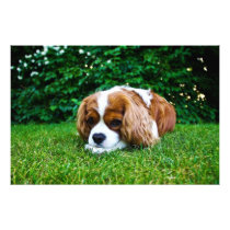 Cavalier King Charles Spaniel Blenheim in Grass