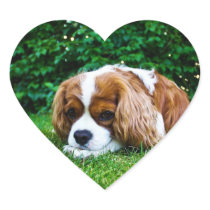 Cavalier King Charles Spaniel Blenheim in Grass Heart Stickers
