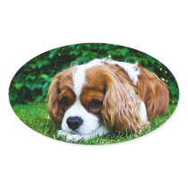 Cavalier King Charles Spaniel Blenheim in Grass Oval Stickers