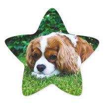Cavalier King Charles Spaniel Blenheim in Grass Stickers