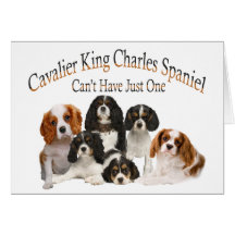Cavalier King Charles Spaniel Can't Have Just One Greeting Card
