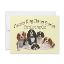 Cavalier King Charles Spaniel Can't Have Just One