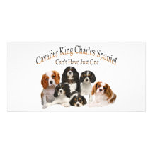 Cavalier King Charles Spaniel Can't Have Just One Picture Card