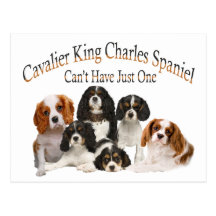 Cavalier King Charles Spaniel Can't Have Just One Post Card