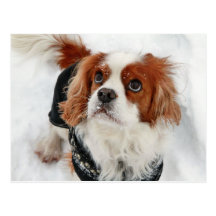 Cavalier King Charles Spaniel Charly Post Card