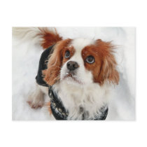 Cavalier King Charles Spaniel Charly Post Card