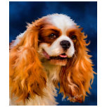Cavalier King Charles Spaniel Dog Art - Chelsea t-shirts