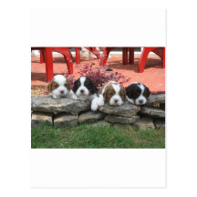 Cavalier King Charles Spaniel Litter Post Cards