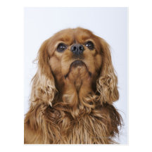 Cavalier King Charles Spaniel looking up Post Card