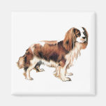 Cavalier King Charles Spaniel Magnet