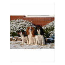 Cavalier King Charles Spaniel Post Cards