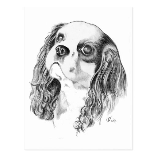 Cavalier King Charles Spaniel Post Cards