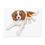 Cavalier King Charles Spaniel Postcard