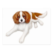 Cavalier King Charles Spaniel Postcard
