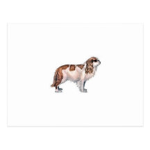 Cavalier King Charles Spaniel Postcard