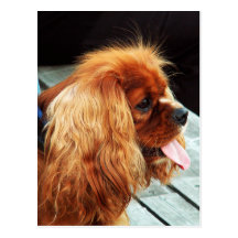 Cavalier King Charles Spaniel Postcard