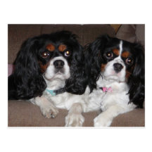 Cavalier King Charles Spaniel Postcards